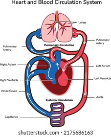 Heart Blood Circulation System Human Body Stock Vector (Royalty Free ...