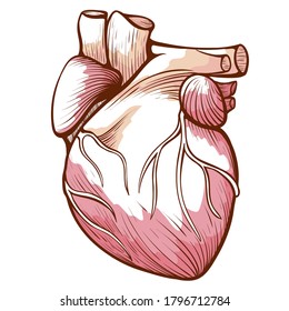 Heart with blood vessels, arteries, veins anatomical sketch. Human innards, organ. Circulatory system. Transplant medicine, cardiovascular surgery. Vector hand drawn heart isolated on white.