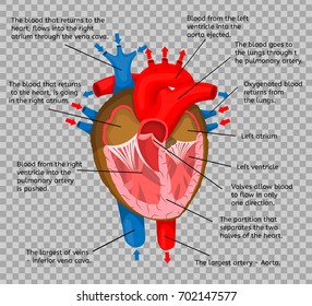 Heart of body in terms of animation structure isolated on a transparent background Vector Illustration. Anatomy, medicine, human organ that pumps blood, structure description.