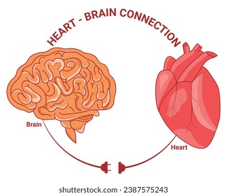 Heart and Brain Connection Vector Illustration Design