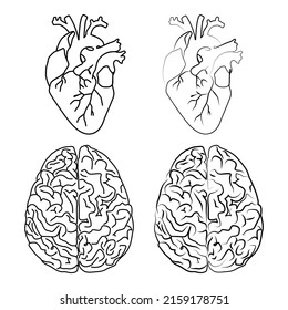 Heart and brain line art illustration. Vector illustration with white background.