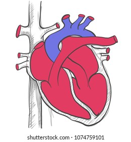 HEART BY HAND DRAWING ,VECTOR ILLUSTRATOR.