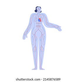 Sistema cardíaco y circulatorio. Anatomía corporal humana. Estructura cardiovascular con arteria y venas sanguíneas. Modelo arterial y venoso simple. Ilustración vectorial plana aislada en fondo blanco