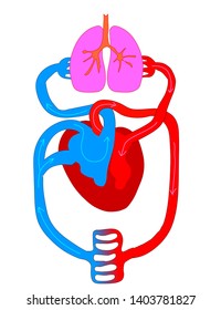 996 Cartoon circulatory system Images, Stock Photos & Vectors ...