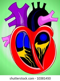  heart cross section	