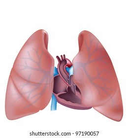 Heart Cross Section And Lungs Anatomy