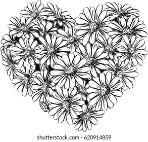 Heart of daisies in bloom.