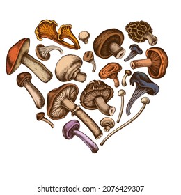 Heart design with colored oyster mushroom, champignon, honey agaric, shiitake, porcini, morel mushroom, chanterelle, aspen mushroom, enoki , shimeji, black chanterelle, red pine mushroom, portobello