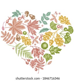 Heart design with pastel fern, dog rose, rowan, ginkgo, maple, oak, horse chestnut, chestnut, hawthorn