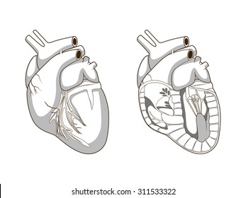 Heart of a dog vector illustration