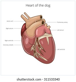 Heart on dog anatomy