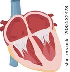 heart four chambers illustration with mitral and tricuspid valve