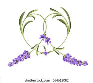 Heart frame of lavender flower. Abstract heart. Vector illustration.