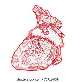 Heart hand drawn isolated on a white background. Hand drawn anatomical flesh tattoo human heart with detailed veins. Vector.