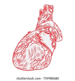 Heart hand drawn isolated on a white background. Hand drawn anatomical flesh tattoo human heart with detailed veins. Vector.