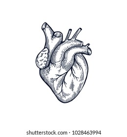 Heart Hand Drawn Sketch. Illustration Isolated On White Background. Engraving Style 