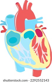 Heart Human Anatomy Cardiovascular Cartoon Icon Vector