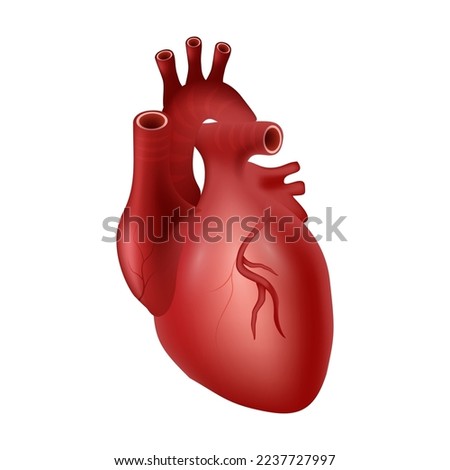 Heart of human . Cardiovascular system . Realistic design . Isolated . Vector illustration .