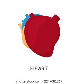 Heart of human . Cartoon design . Isolated . Vector .