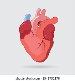 Icono humano cardíaco ilustración vectorial en fondo gris. Símbolo de los órganos.