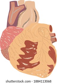 corazón del vector de ilustración humana 