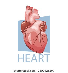Corazón. Órgano interno humano. Ilustración vectorial con corazón anatómicamente correcto