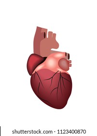 Heart human isolated