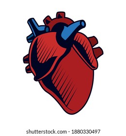 heart human organ isolated icon vector illustration design