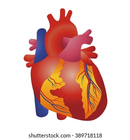 the heart of human, vector illustration