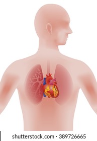 the heart of human, vector illustration