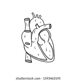 Heart human - vector sketch