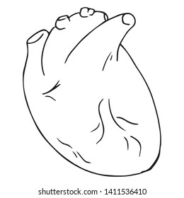 Heart icon. Vector illustration of a human heart. Anatomical heart hand drawn.
