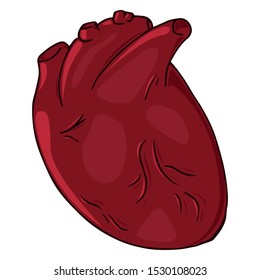 Heart icon. Vector illustration of a human heart. Anatomical heart hand drawn.