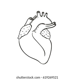 Heart Illustration