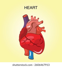 heart, illustration of body organs, for study materials