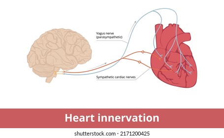 Heart innervation. Basic scheme of heart contraction and heart rate control system via vagus nerve and sympathetic cardiac nerves.