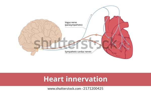 Heart innervation. Basic scheme of heart\
contraction and heart rate control system via vagus nerve and\
sympathetic cardiac\
nerves.