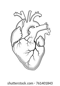 Heart. The internal human organ, Anatomical structure. 
Engraved print, outline detailed drawing.
