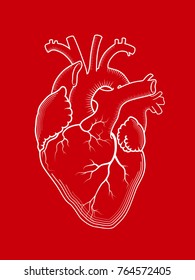 Heart. 
The internal human organ, Anatomical structure. 
Red detailed outline drawing, engraved print.