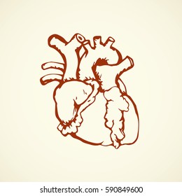 Heart isolated on white backdrop. Freehand linear red ink hand drawn picture logo sketchy in art doodle retro etching style pen on paper. Closeup side view with space for text