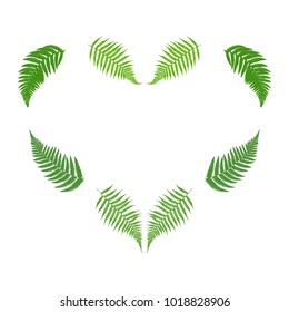 Heart laid out from the leaves of the fern. Isolated on white. Vector illustration.