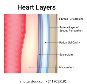 Heart Layers Science Design Vector Illustration Diagram