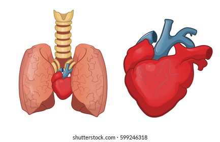 Heart and lung set.