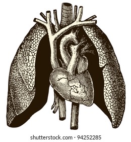 Heart and lung - vintage engraved illustration - "Manuel des hospitalière et des garde-malaldes"  edited by  Librairie Poussielgue - Paris 1907