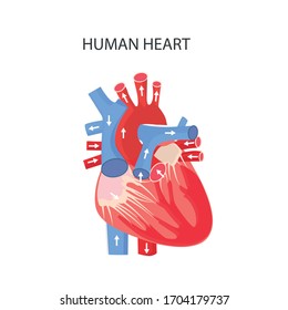 Corazón del hombre. Estructura anatómica del corazón. Enfermedades, tratamiento y diagnóstico de enfermedades cardíacas y cardiovasculares. Ilustración vectorial de la asistencia sanitaria