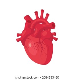 Heart Medical Design. Anatomical Clip Art. Vector Illustration Isolated On A White Background In Cartoon Style.