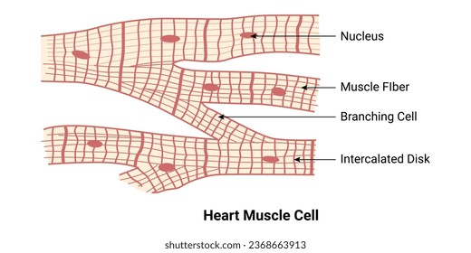 Ilustración de diseño de células musculares cardíacas