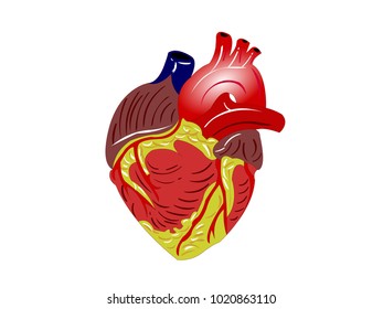 Heart with Muscles and Veins - Cartoon Vector Image