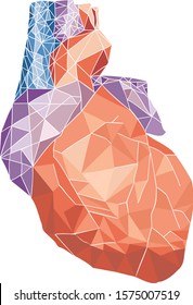 heart net - human organ - vector illustration