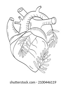 Heart with olive branch vector. Sketch, hand drawn heaart organ. Cardiology mediccine illustration.